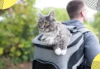 meilleur sac a dos chat