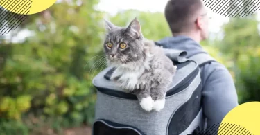 meilleur sac a dos chat