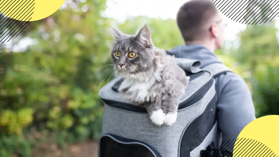 meilleur sac a dos chat