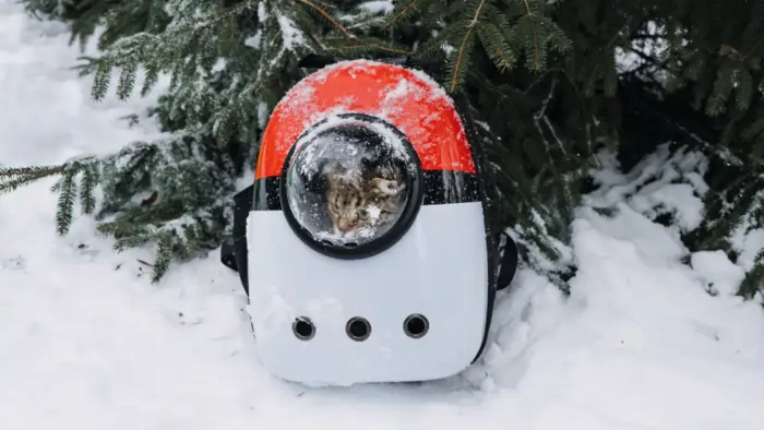 sac a dos chat vitre