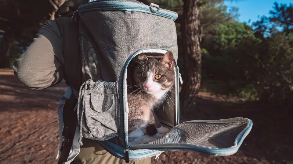 sac de transport aeration chat ouverture