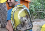 meilleur sac a dos chien